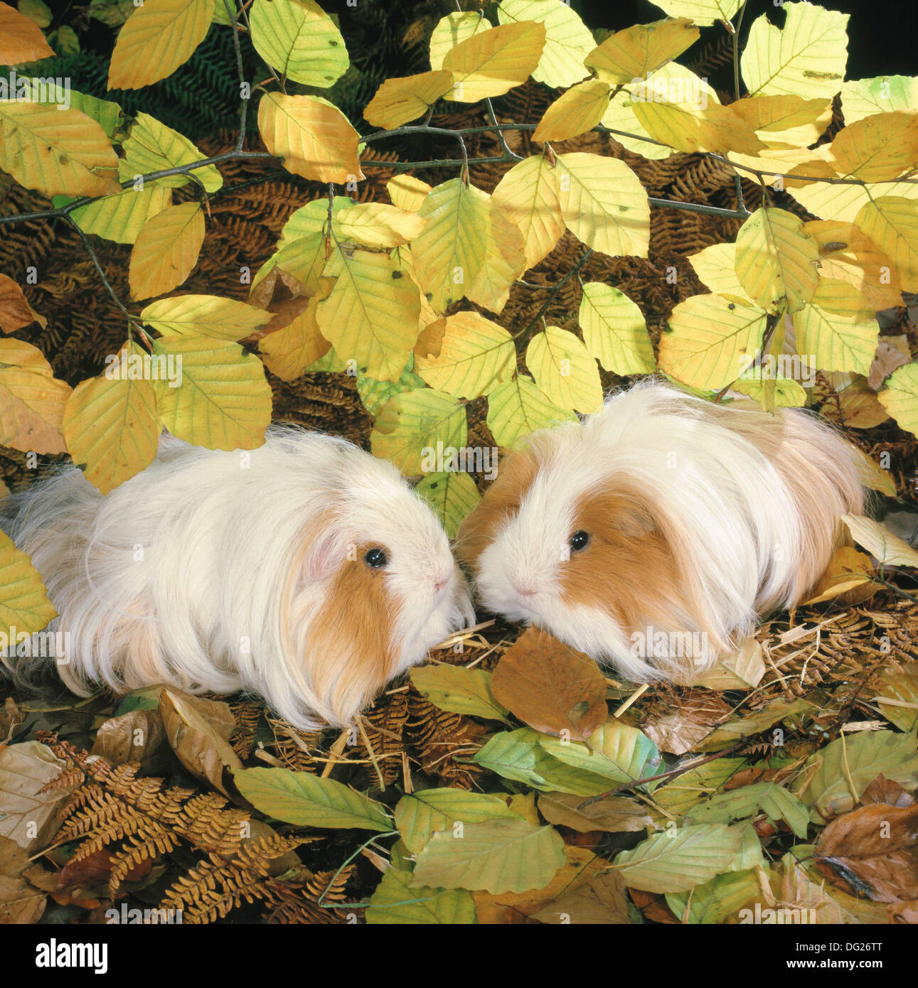 Autumn guinea pigs hires stock photography and images Alamy