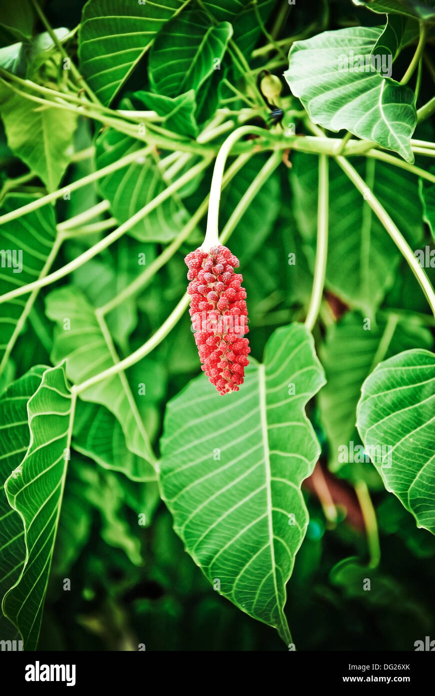 21+ Pipal Tree In English PNG