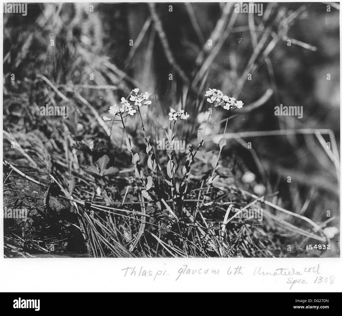 Thlaspi Alpestre (Alpine Pennycress), Camas and Hideaway Range, Umatilla, Oregon, 1920. 299133 Stock Photo