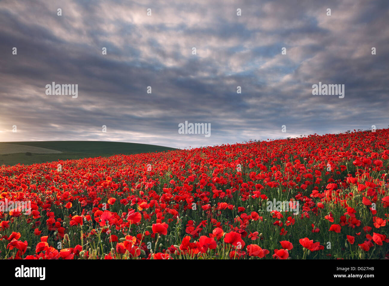Poppy field at Sunset, Cockroost  bottom, West Sussex Stock Photo