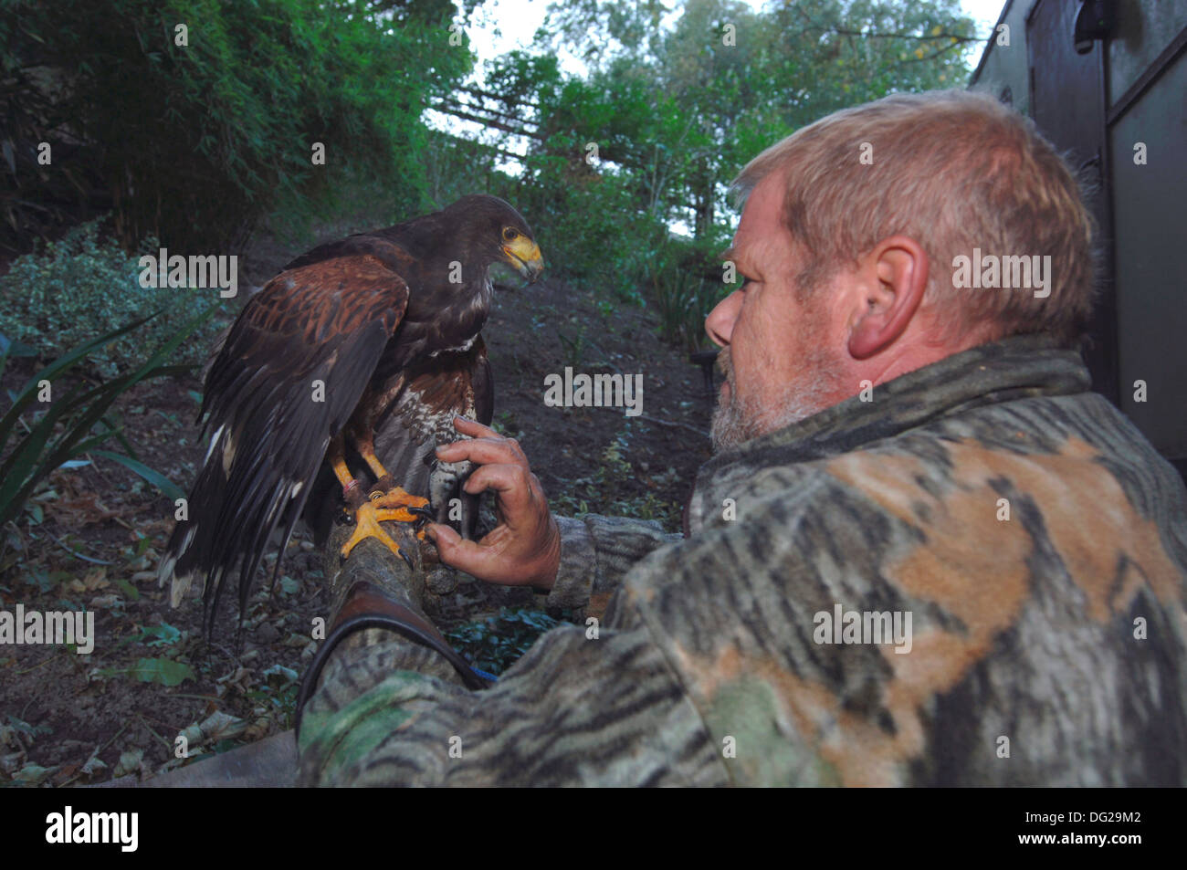A Falconer Handling A Young Harris Hawk (Parabuteo unicinctus) Stock Photo