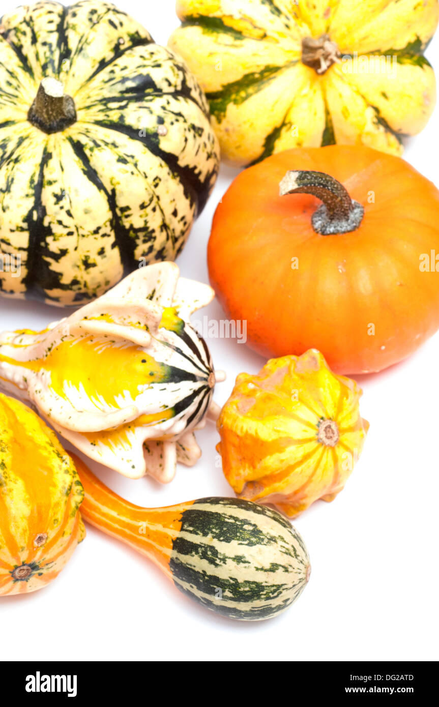 Colorful pumpkins on a white background Stock Photo - Alamy