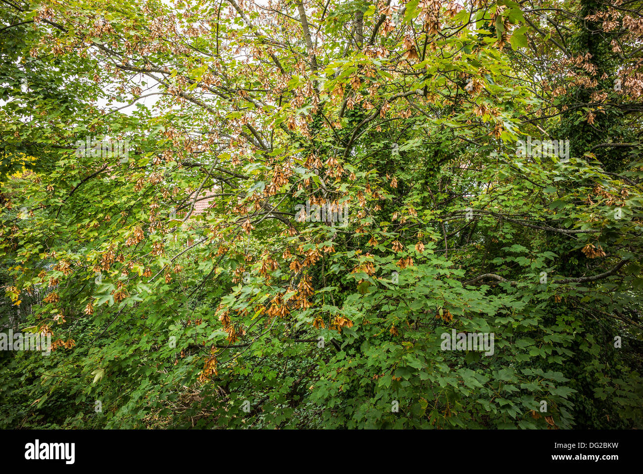 Maple keys on Acer tree Stock Photo