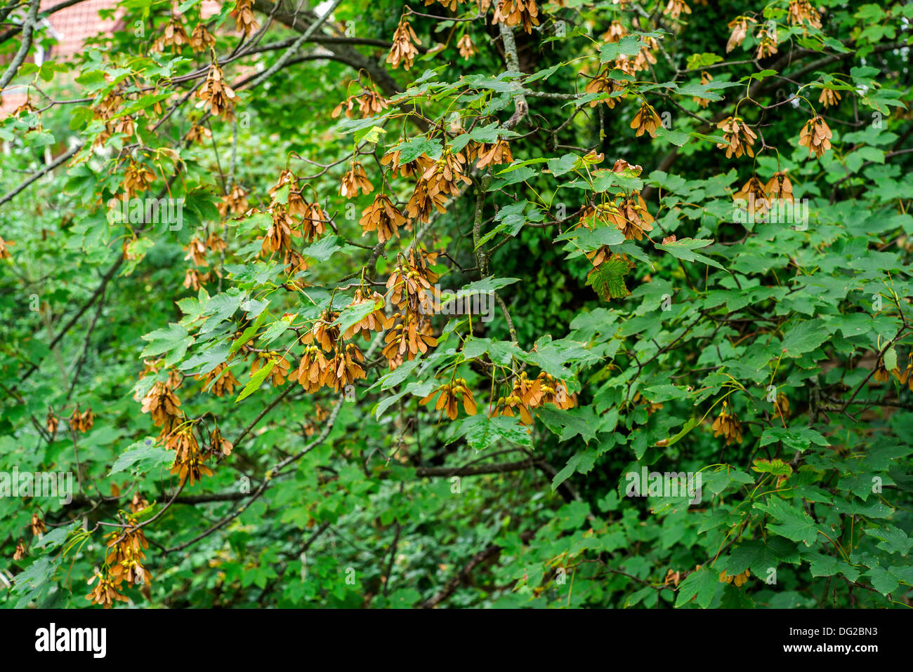 Maple keys on Acer tree Stock Photo