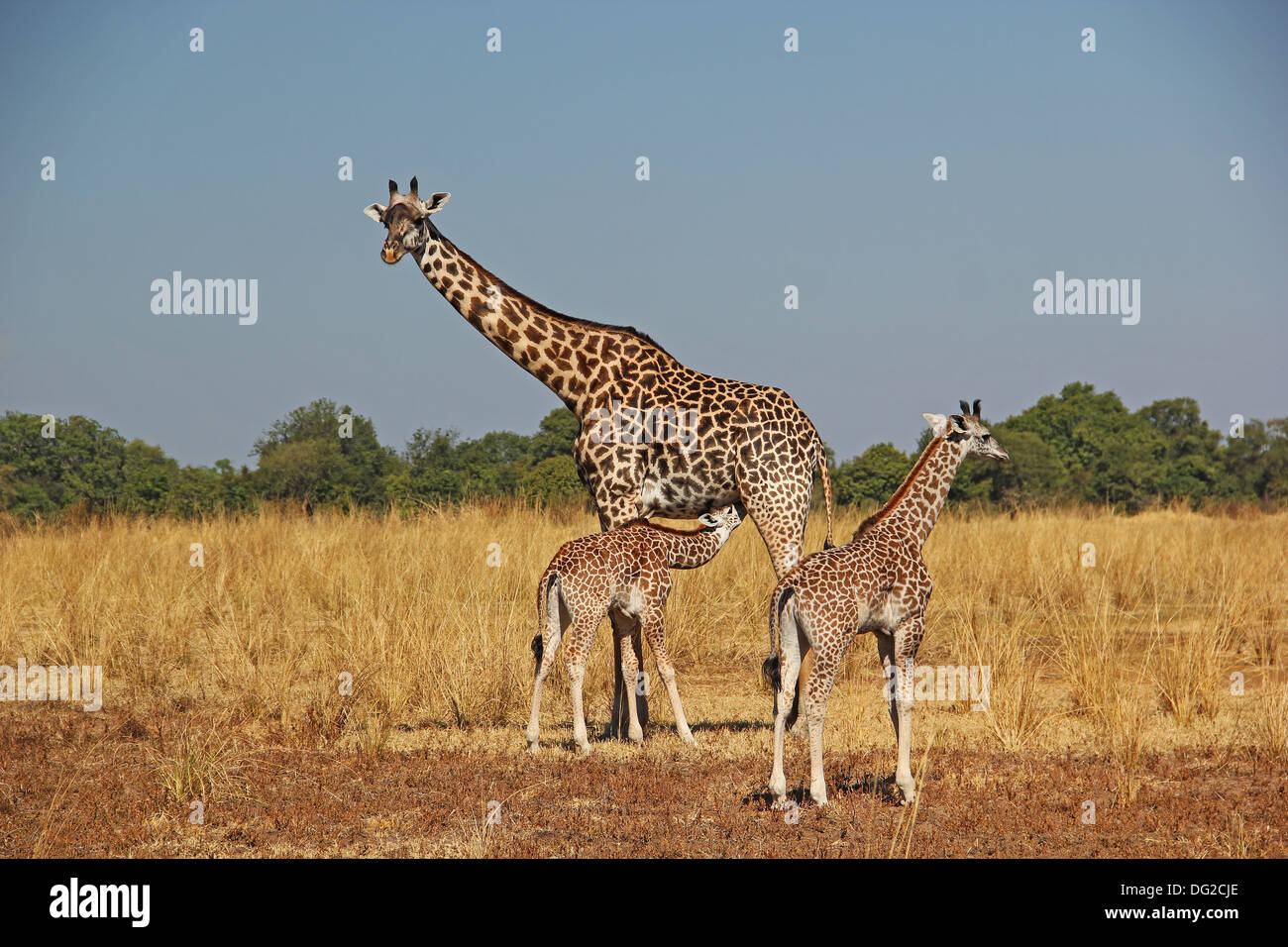 Giraffe Family In Nature Hi res Stock Photography And Images Alamy giraffe-family-in-nature-hi-res-stock-photography-and-images-alamy