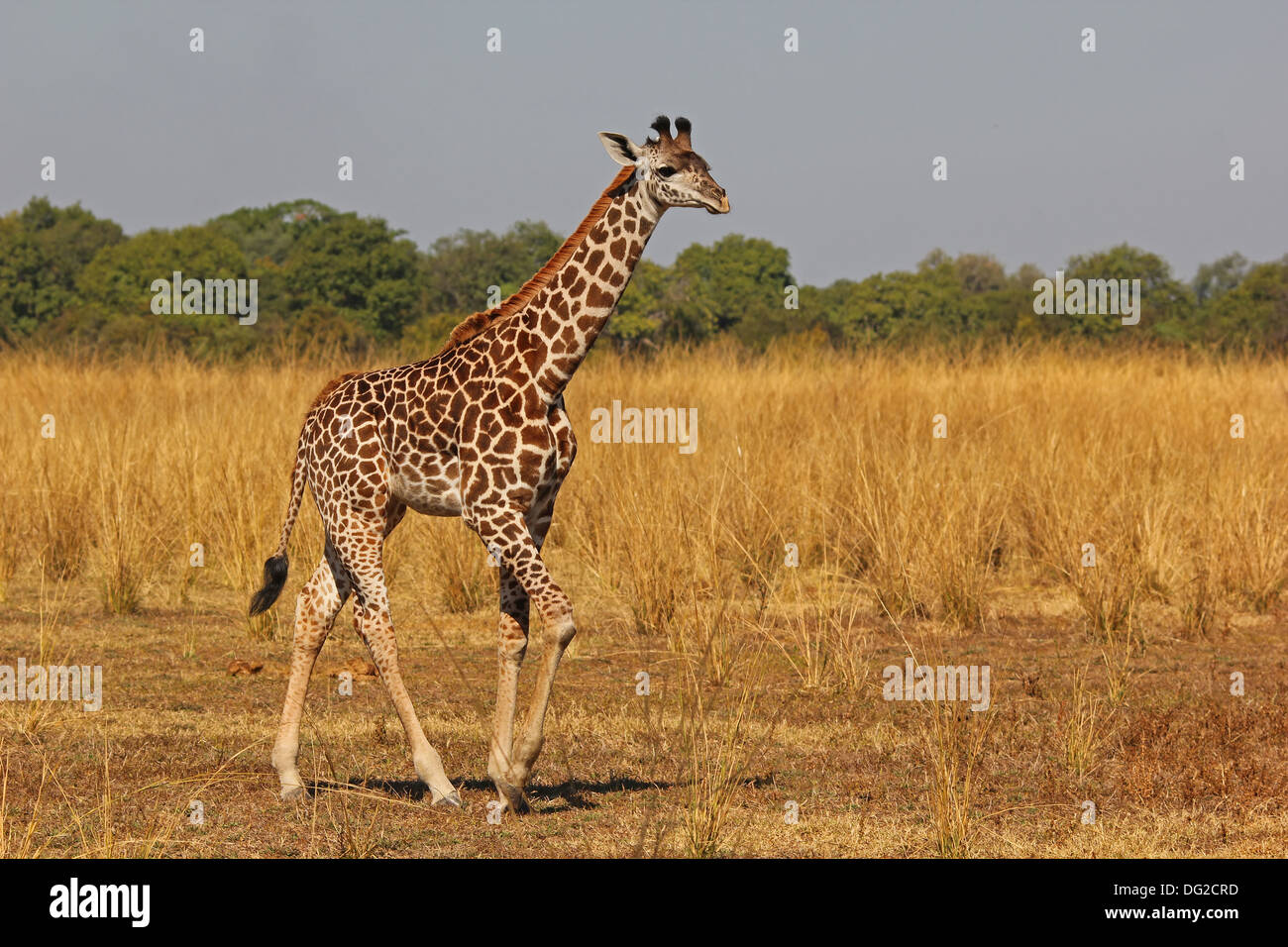 Giraffe in Zambia Stock Photo
