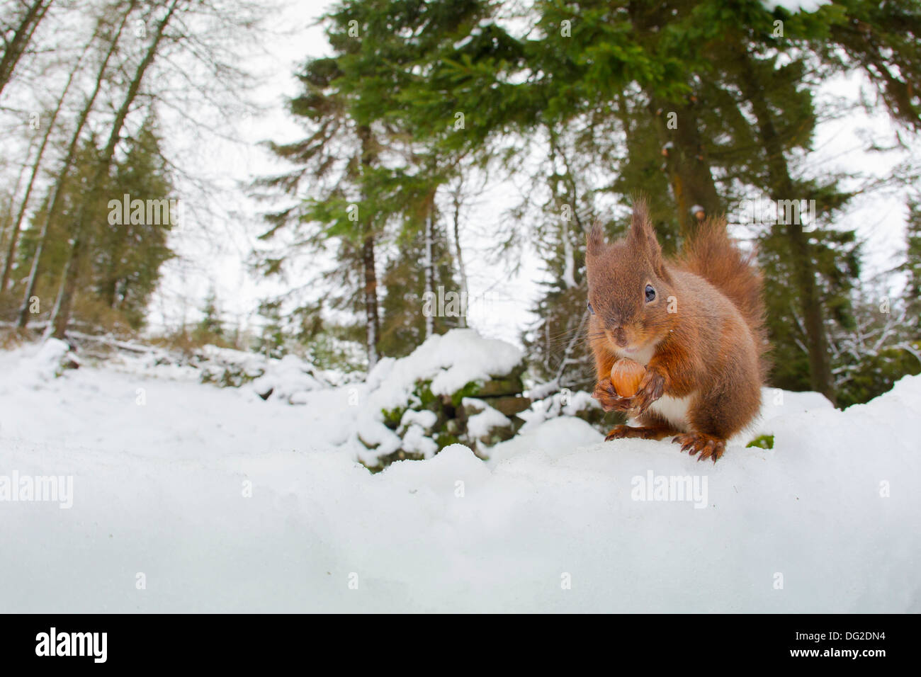 Red Squirrel (Sciurus vulgaris) sat posing in snow in woodland setting. Yorkshire Dales, North Yorkshire, UK Stock Photo