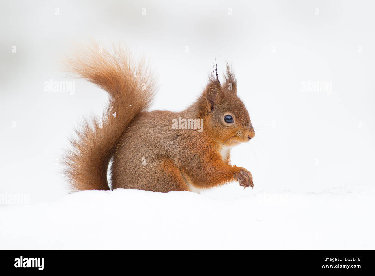 Red Squirrel (Sciurus vulgaris) sat posing in snow in woodland setting. Yorkshire Dales, North Yorkshire, UK Stock Photo