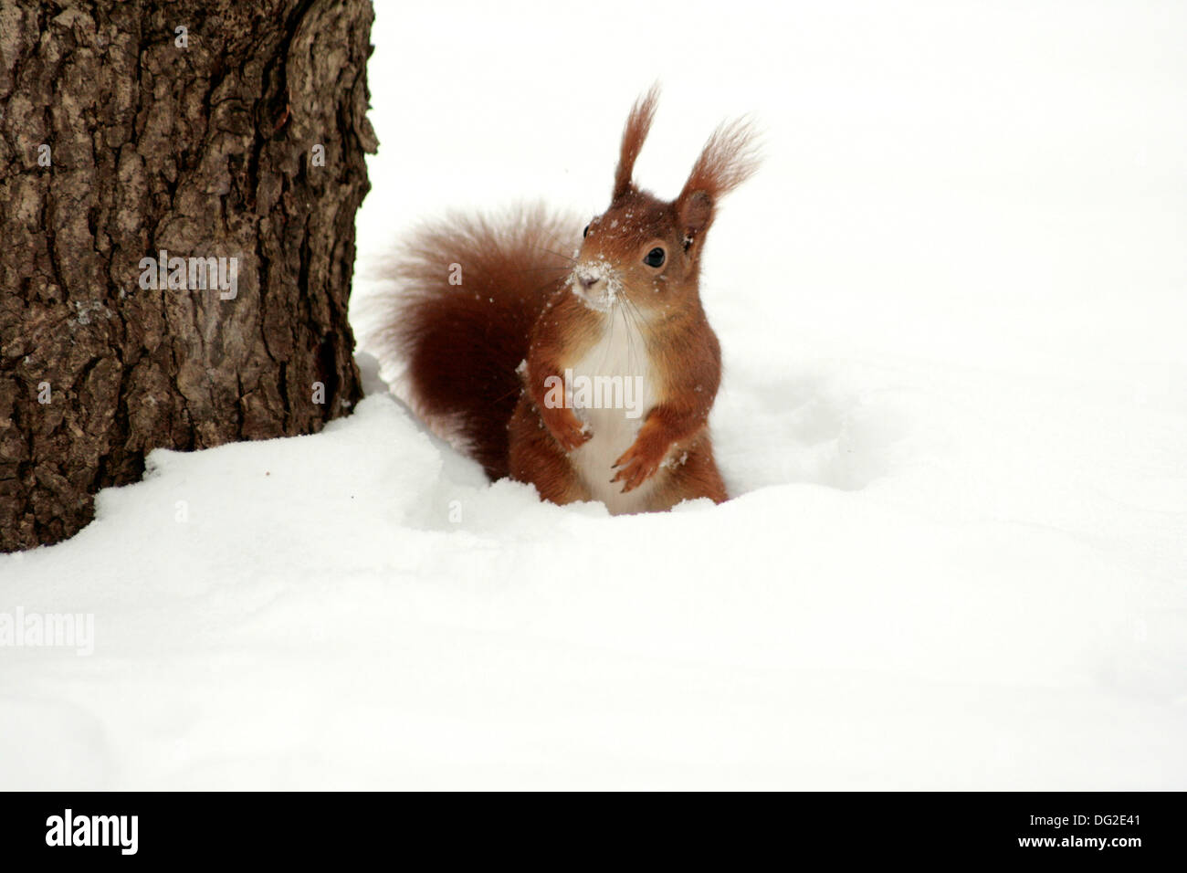 red squirrel in the wintertime Stock Photo