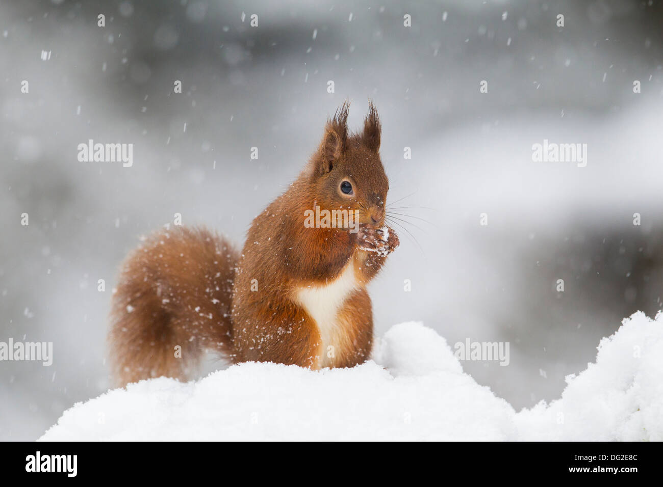 Red Squirrel (Sciurus vulgaris) sat posing in falling snow in woodland setting. Yorkshire Dales, North Yorkshire, UK Stock Photo