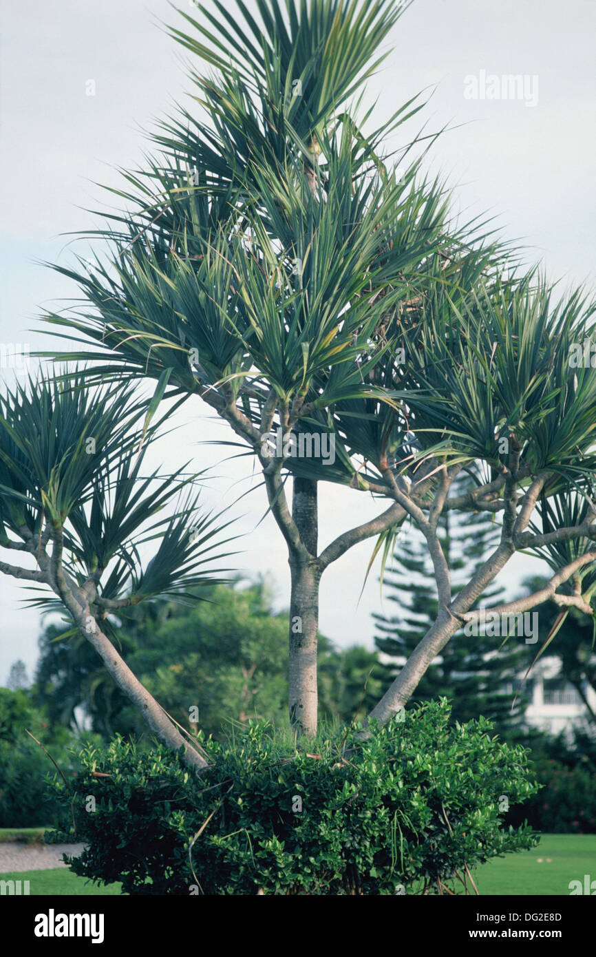Screw Pine (Pandanus utilis Stock Photo Alamy