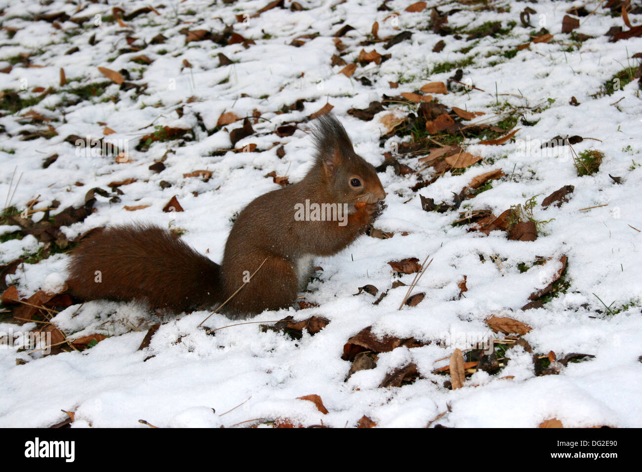 red squirrel with hazelnut in the winter Stock Photo