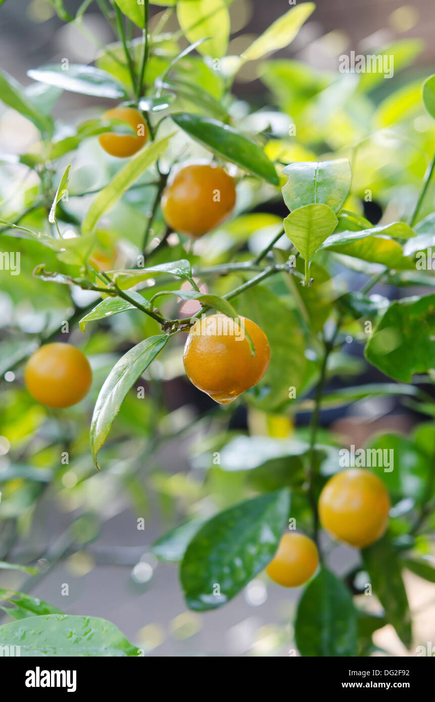 Branches with the fruits of the tangerine trees Stock Photo