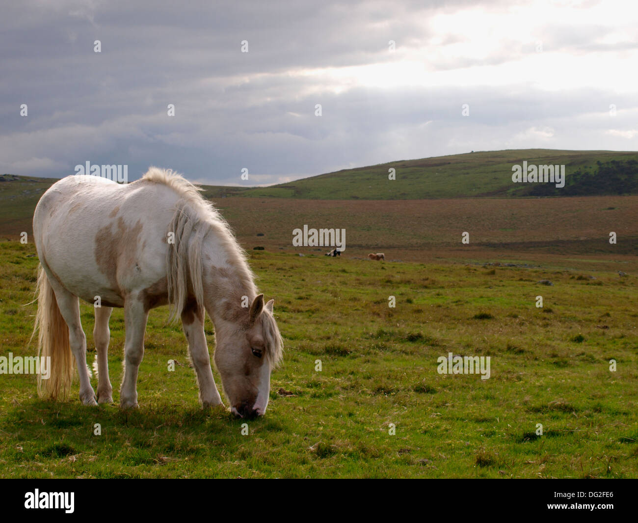 Moorland pony, Davidstow, Bodmin Moor, Cornwall, UK Stock Photo Alamy