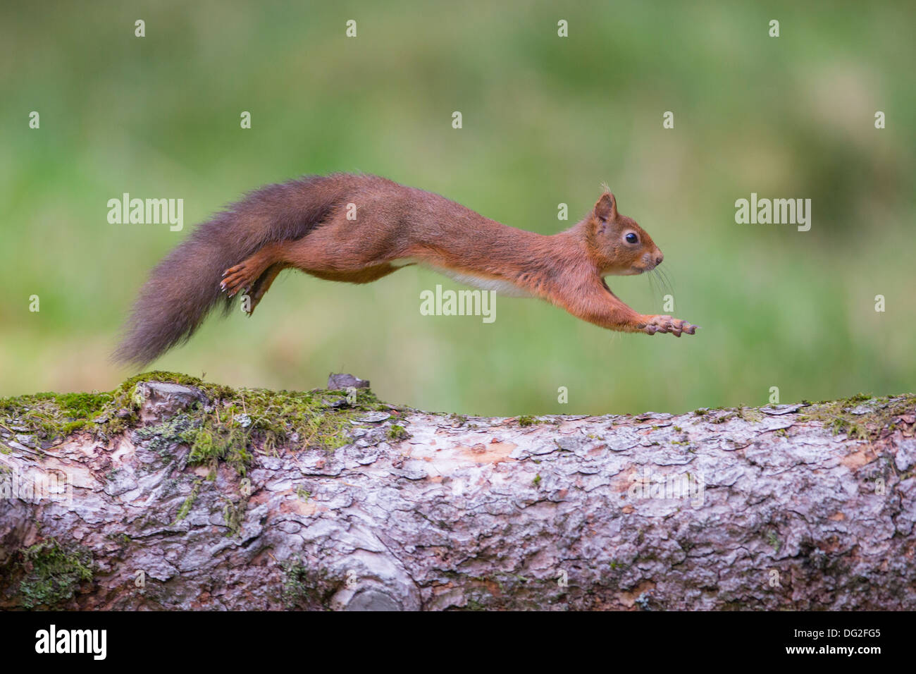Red Squirrel (Sciurus vulgaris) jumping through the air in woodland setting. Yorkshire Dales, North Yorkshire, UK Stock Photo