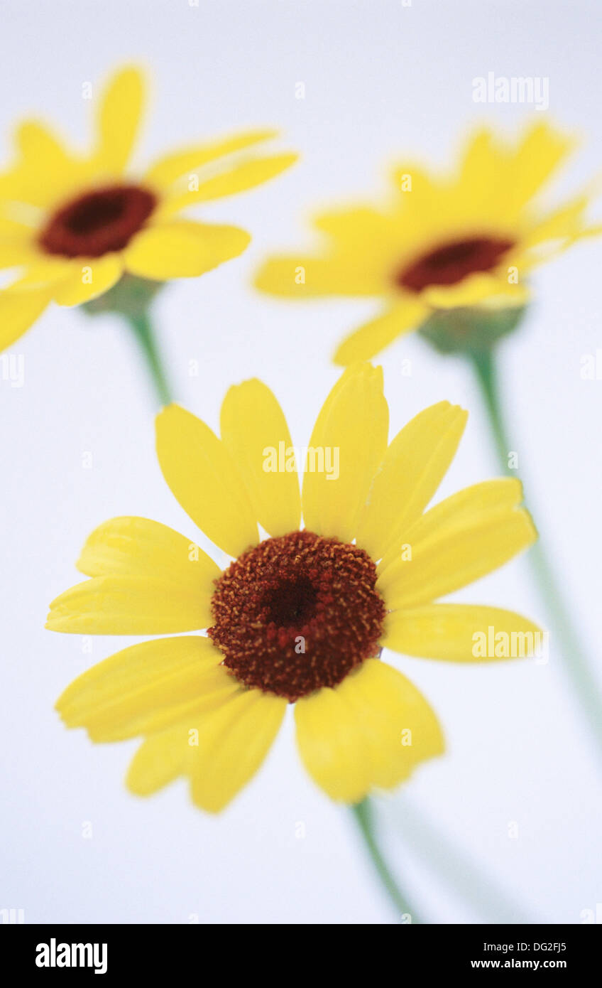 Daisy (Chrysanthemum carinatum Stock Photo Alamy