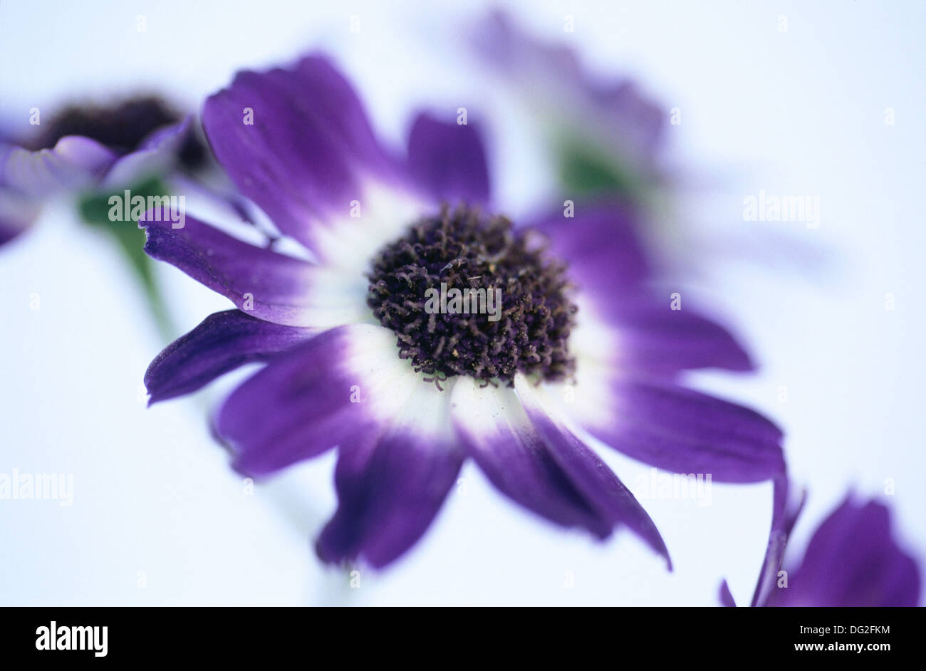 Cineraria (Cineraria hybr Stock Photo Alamy