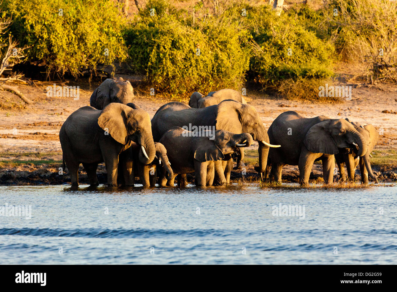 A breeding herd of African elephants (Loxodonta africana) drinking by the banks of the River Chobe in Botswana Stock Photo