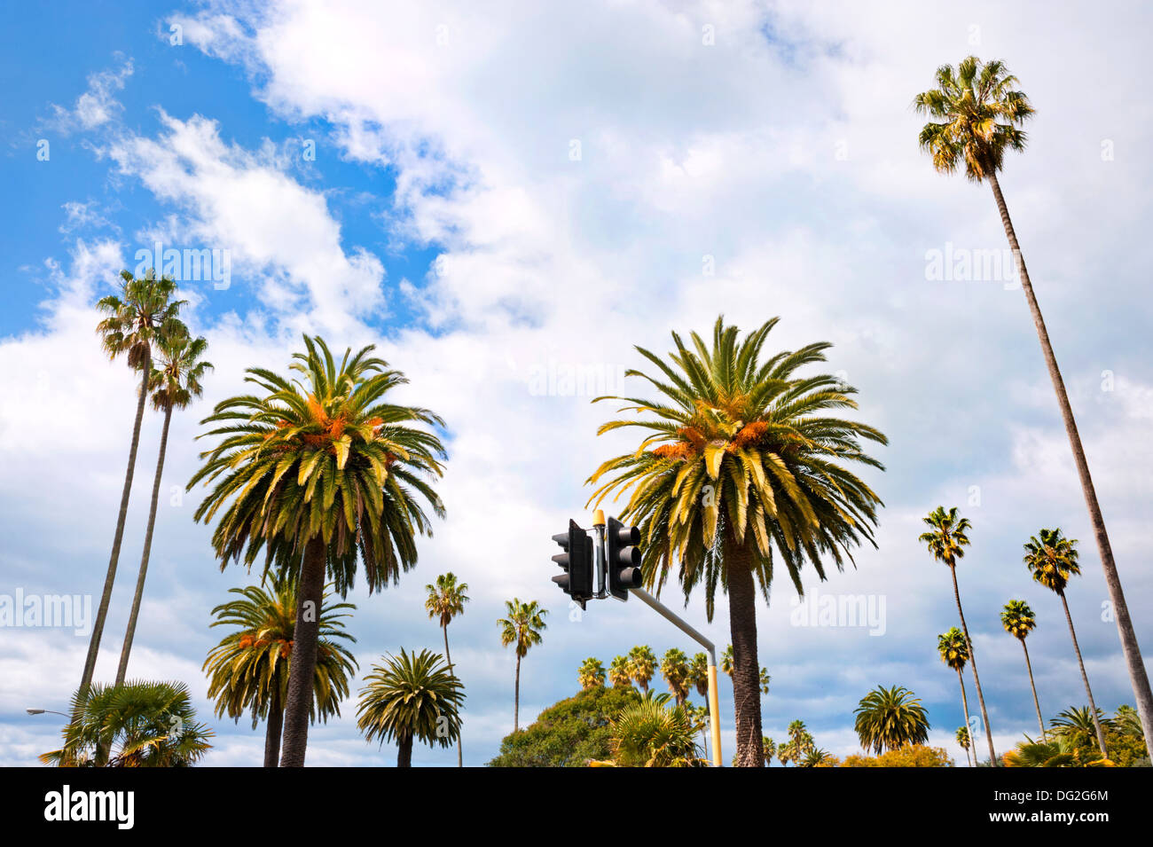 Napier, North Island, New Zealand. City centre Palm trees in the former area of Tin Town, used for temporary shops after 1931 earthquake. Stock Photo