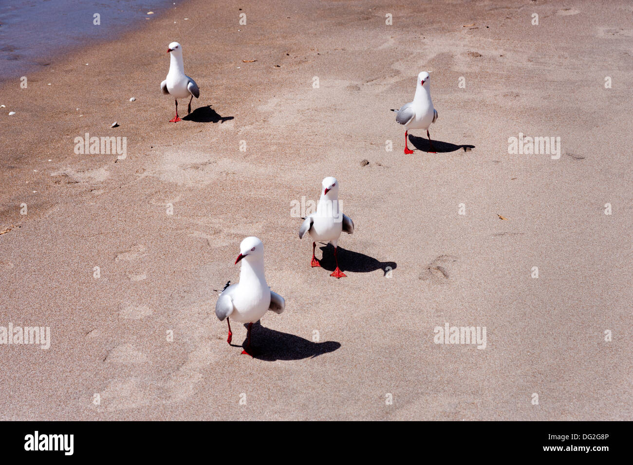 Coromandel Peninsula, North Island, New Zealand. Red Billed Gulls, Hot Water Beach. Stock Photo