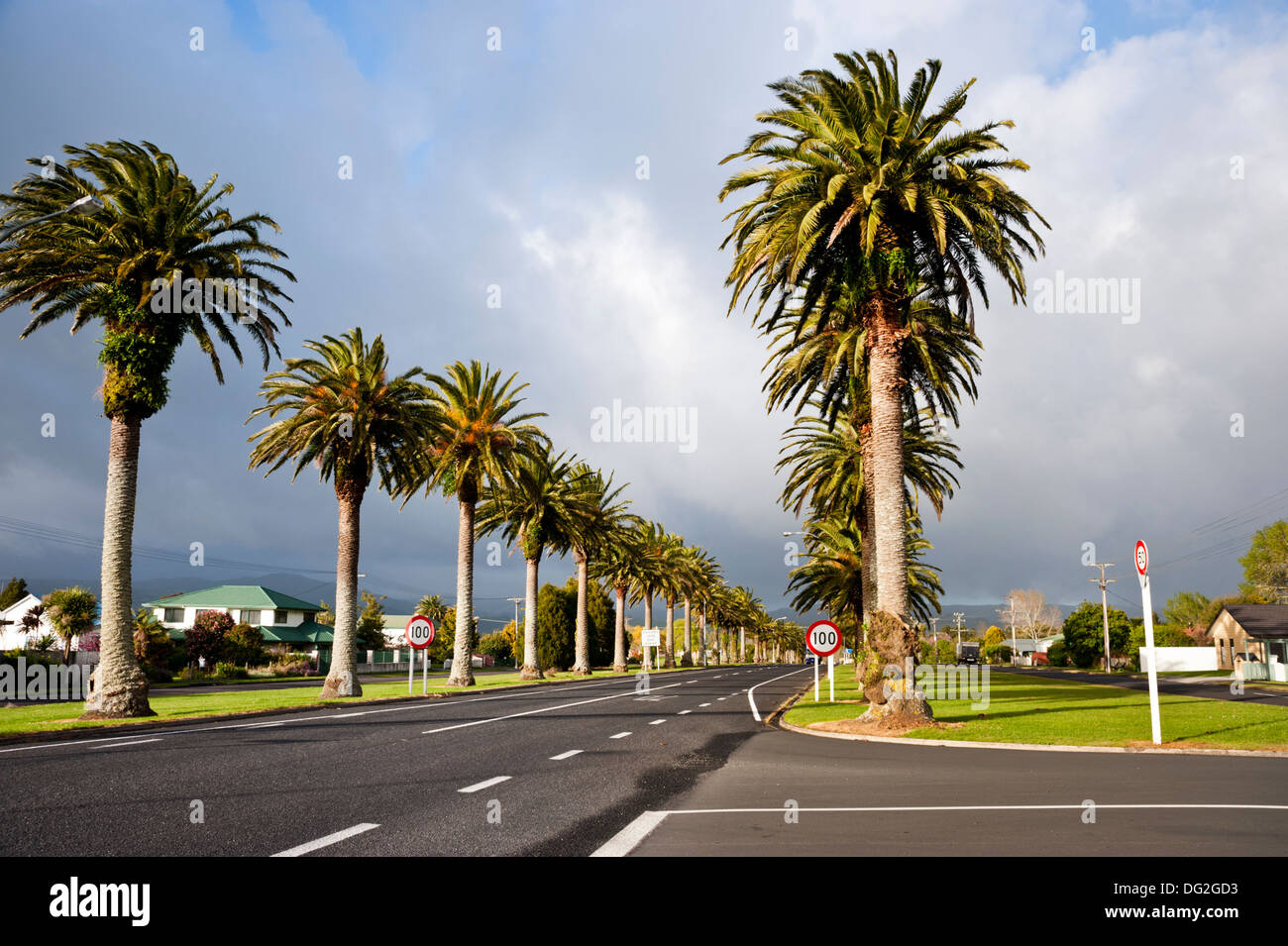 New Zealand Palm Tree High Resolution Stock Photography and Images Alamy