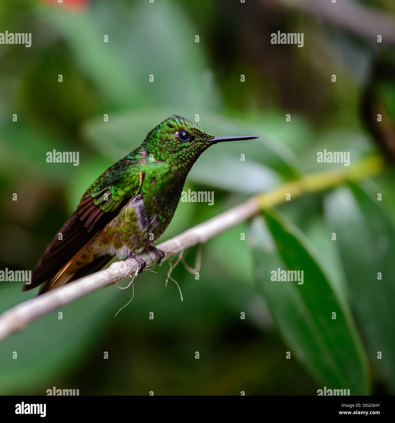 Humming bird hi-res stock photography and images - Alamy