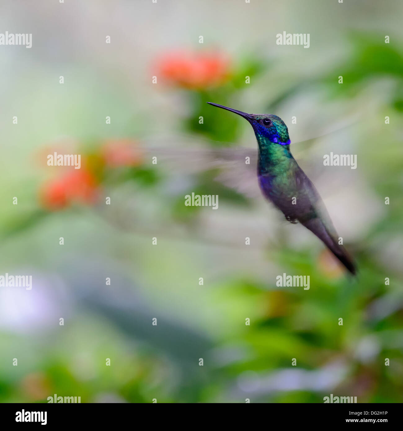 Humming bird hi-res stock photography and images - Alamy