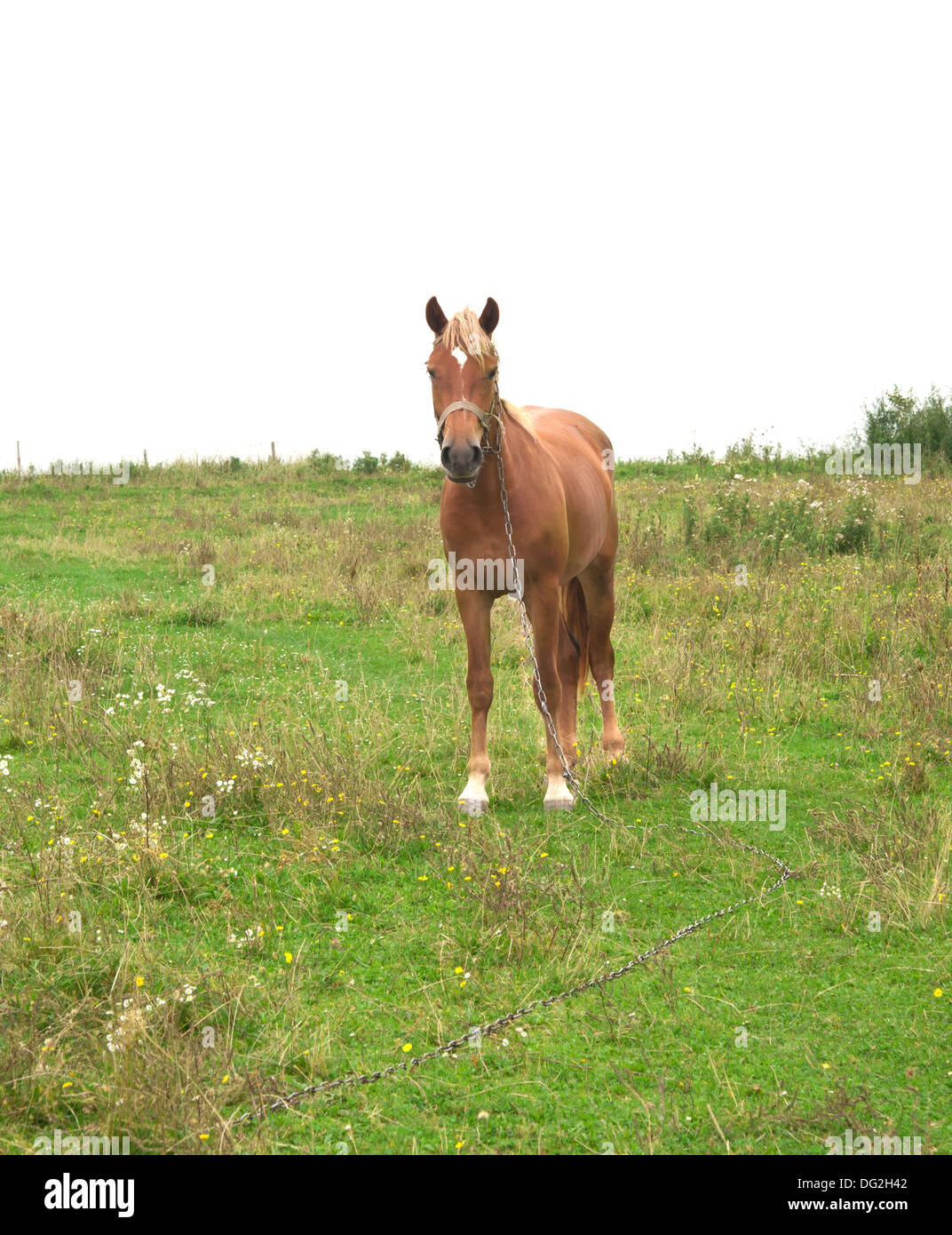 a orange horse is on a grass Stock Photo