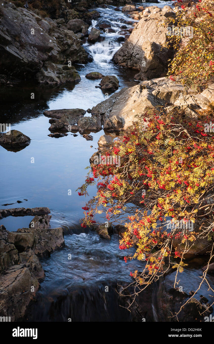 Mountain stream & Rowan tree in Glen Sannox on Isle of Arran Stock Photo