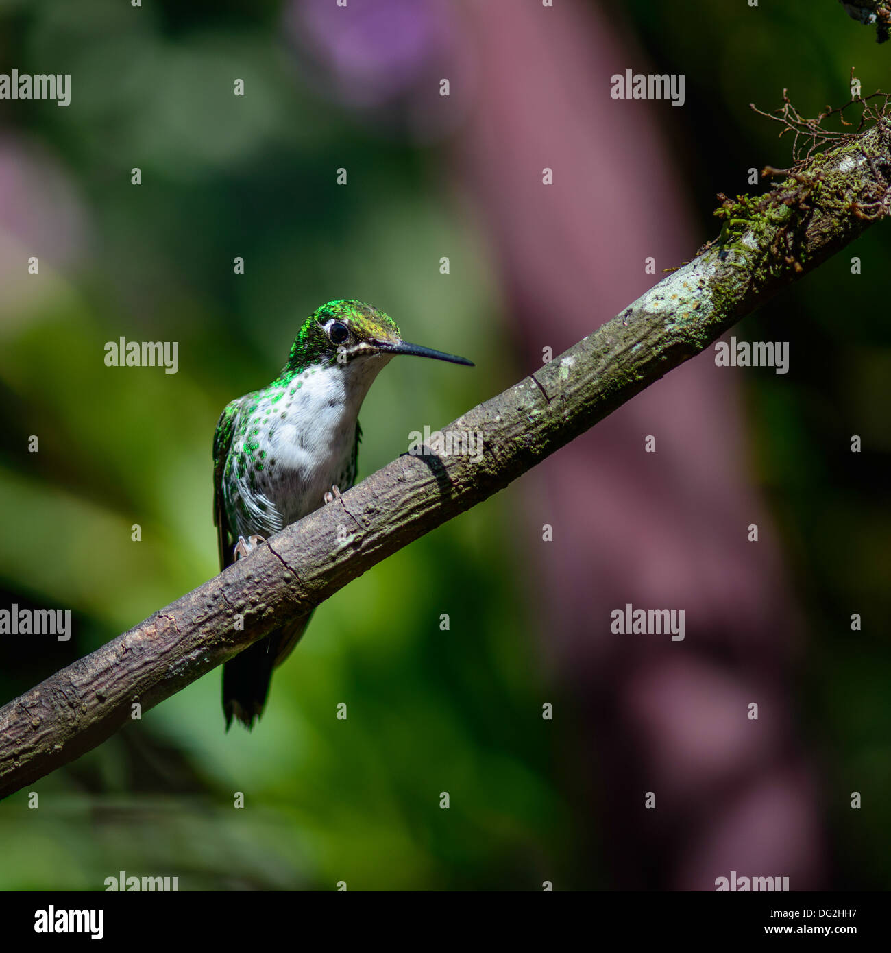 Hummingbird, ecuador , jungle, cloud forest, mindo, equator, andes Stock Photo