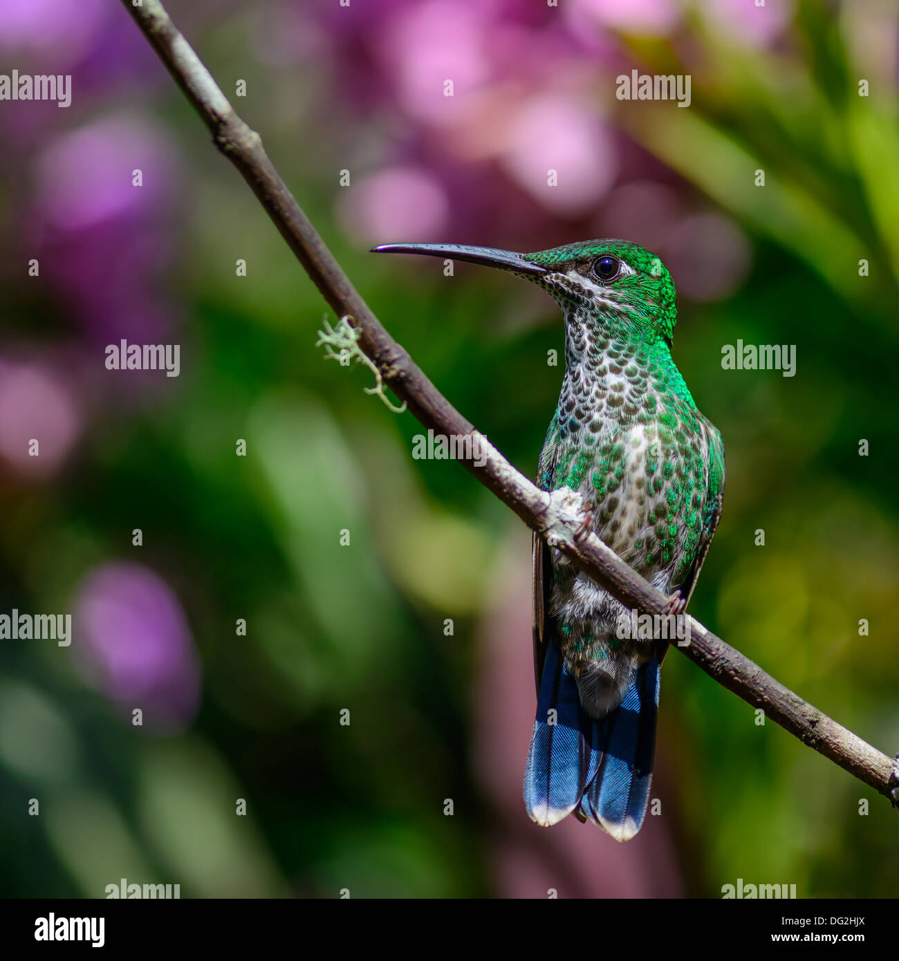 Hummingbird,  ecuador cloud forest Stock Photo