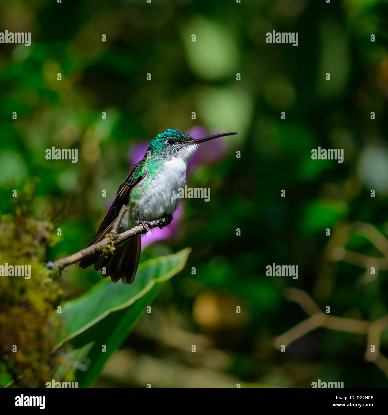 Andean Emerald Hummingbird Stock Photo