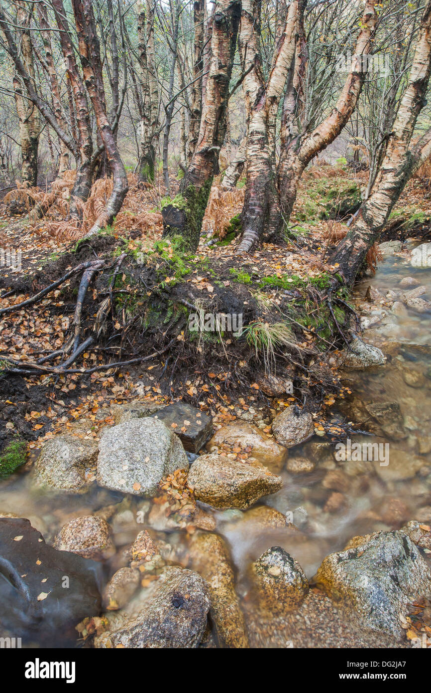 Birch trees and mountain stream in Glen Sannox on the Isle of Arran Stock Photo