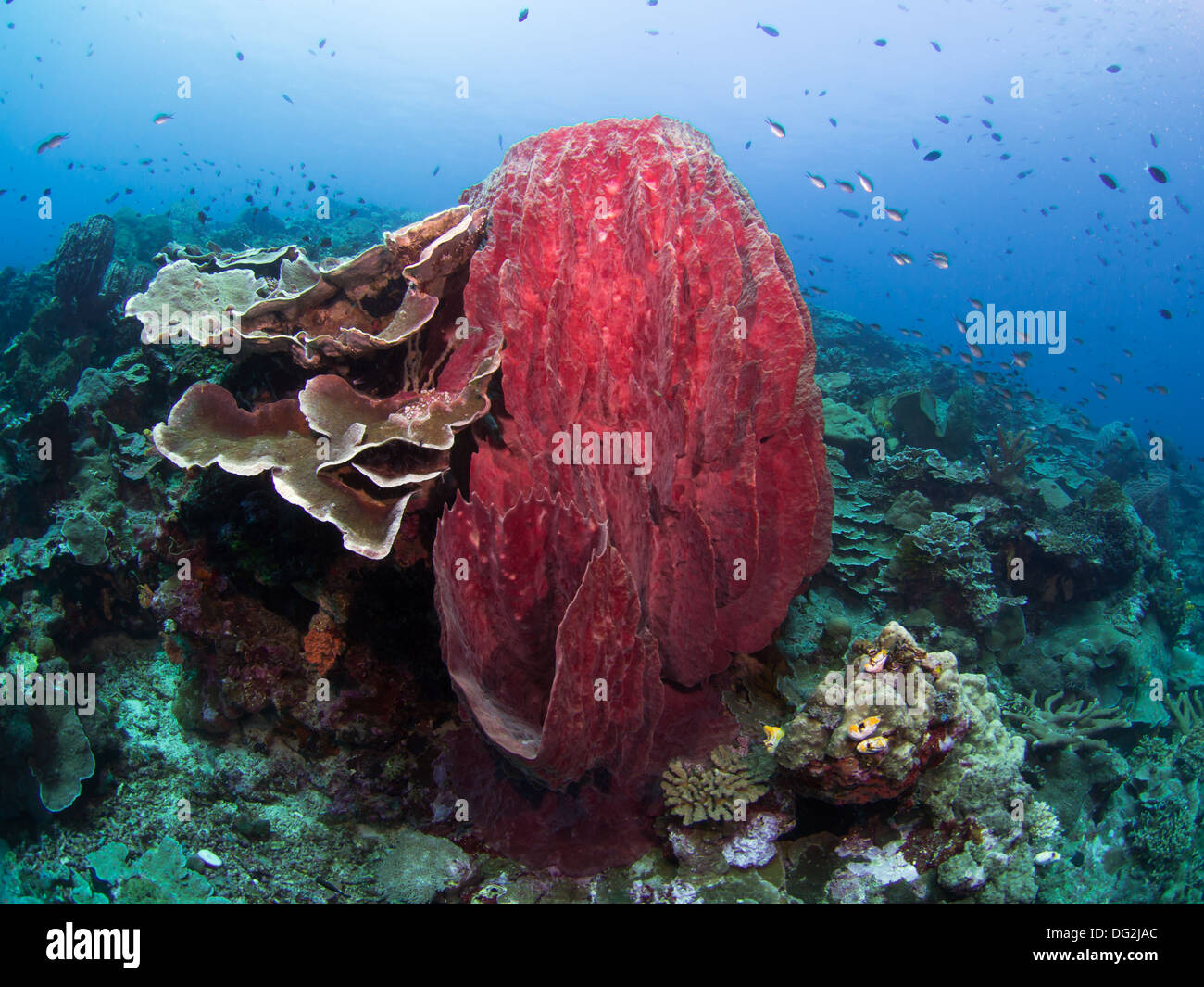 Giant red sponge on a coral reef at Bunaken, Indonesia Stock Photo