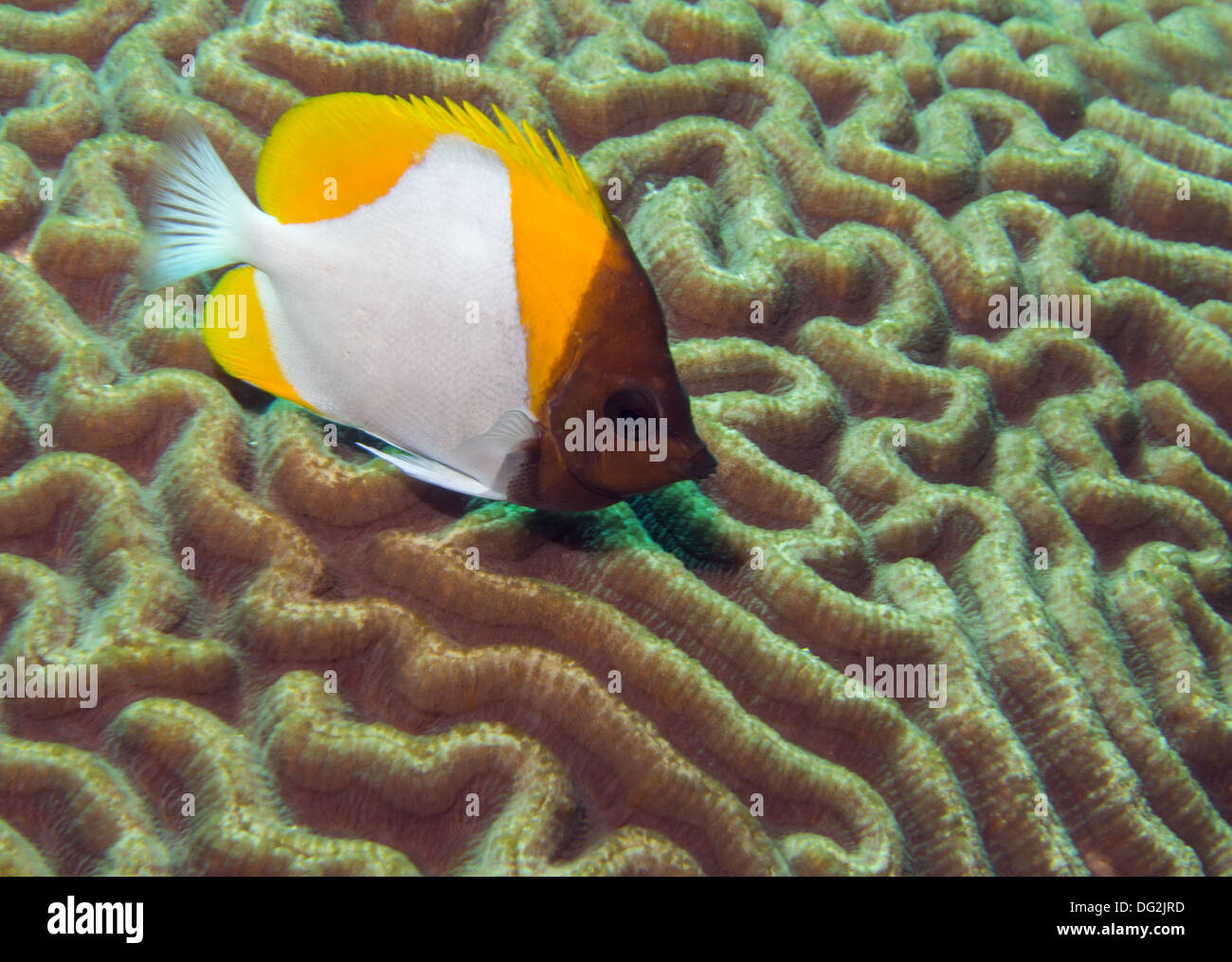 Pyramid butterfly fish on brain coral at Bunaken, Indonesia Stock Photo
