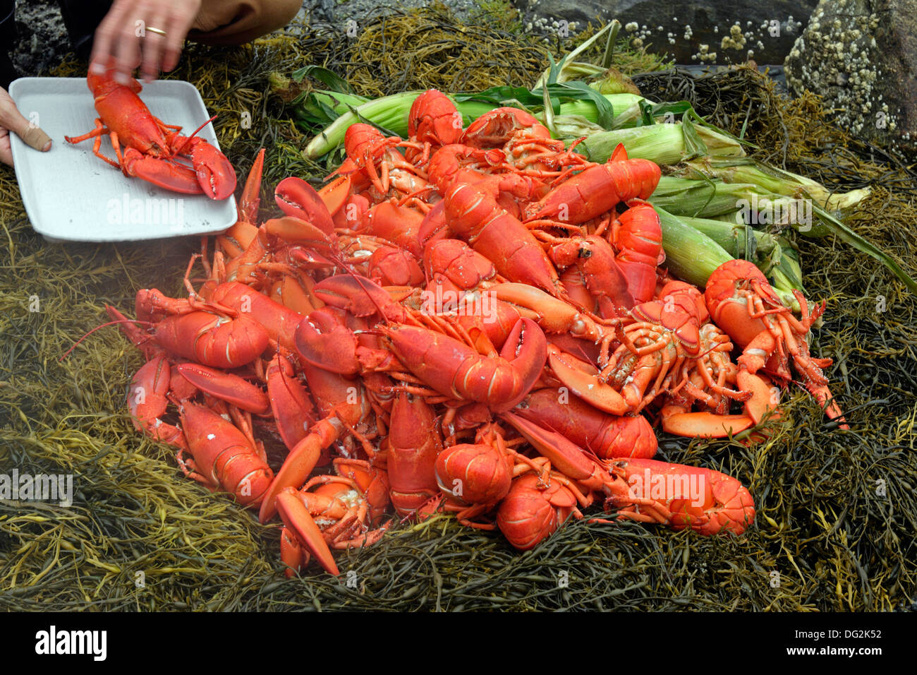 Lobster bake on beach Penobscot Bay Maine Coast New England USA Stock Photo