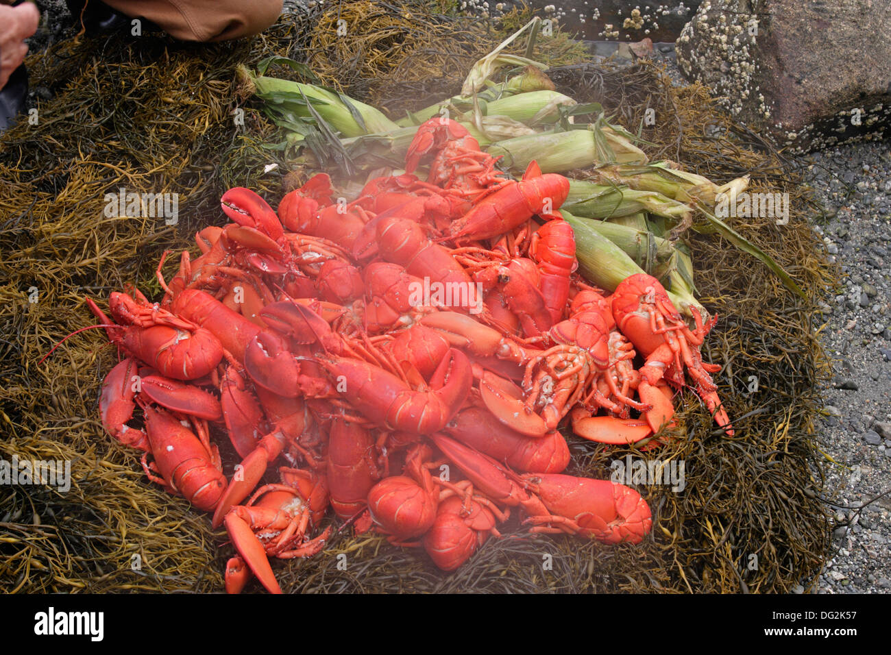 Lobster bake on beach Penobscot Bay Maine Coast New England USA Stock Photo
