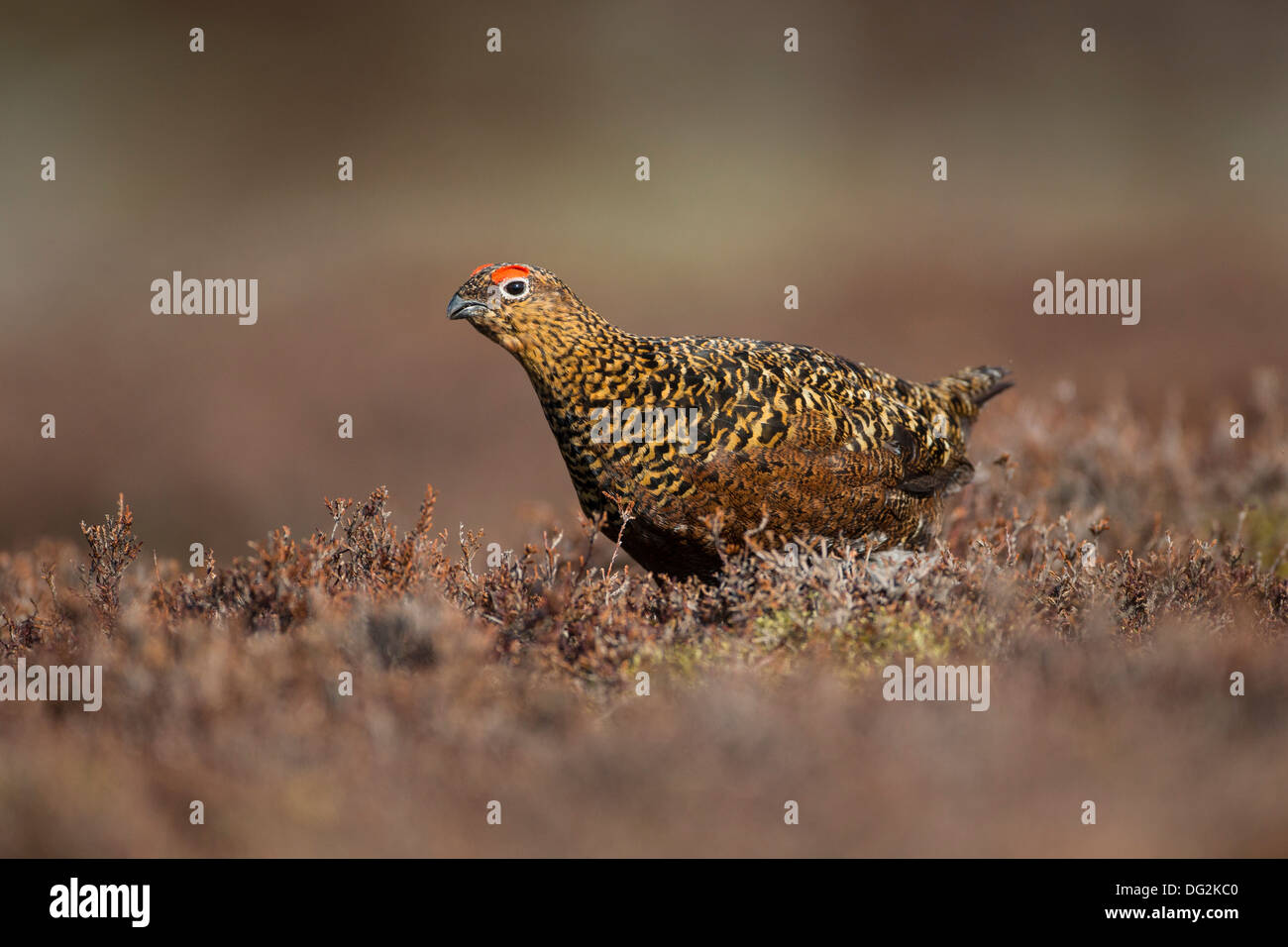 Red Grouse (Lagopus lagopus scotica) in flowering heather moorland. Female Hen red eye combs. Yorkshire Dales UK Stock Photo