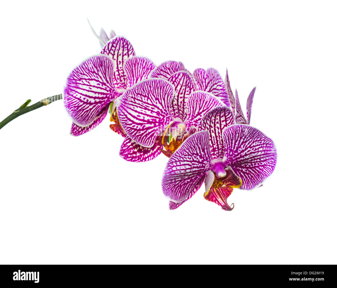 purple striped orchid isolated on the white, background Stock Photo