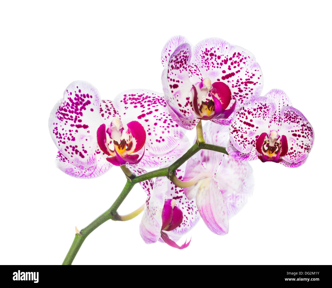 Blooming motley orchid isolated, background Stock Photo