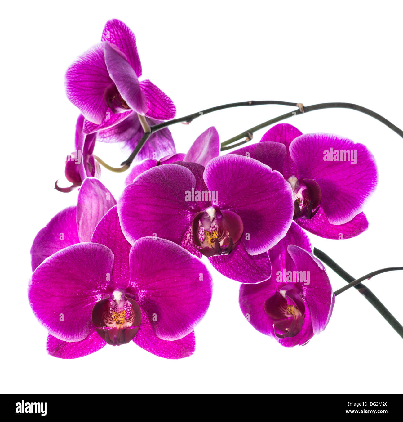 Blooming purple orchid isolated, background Stock Photo