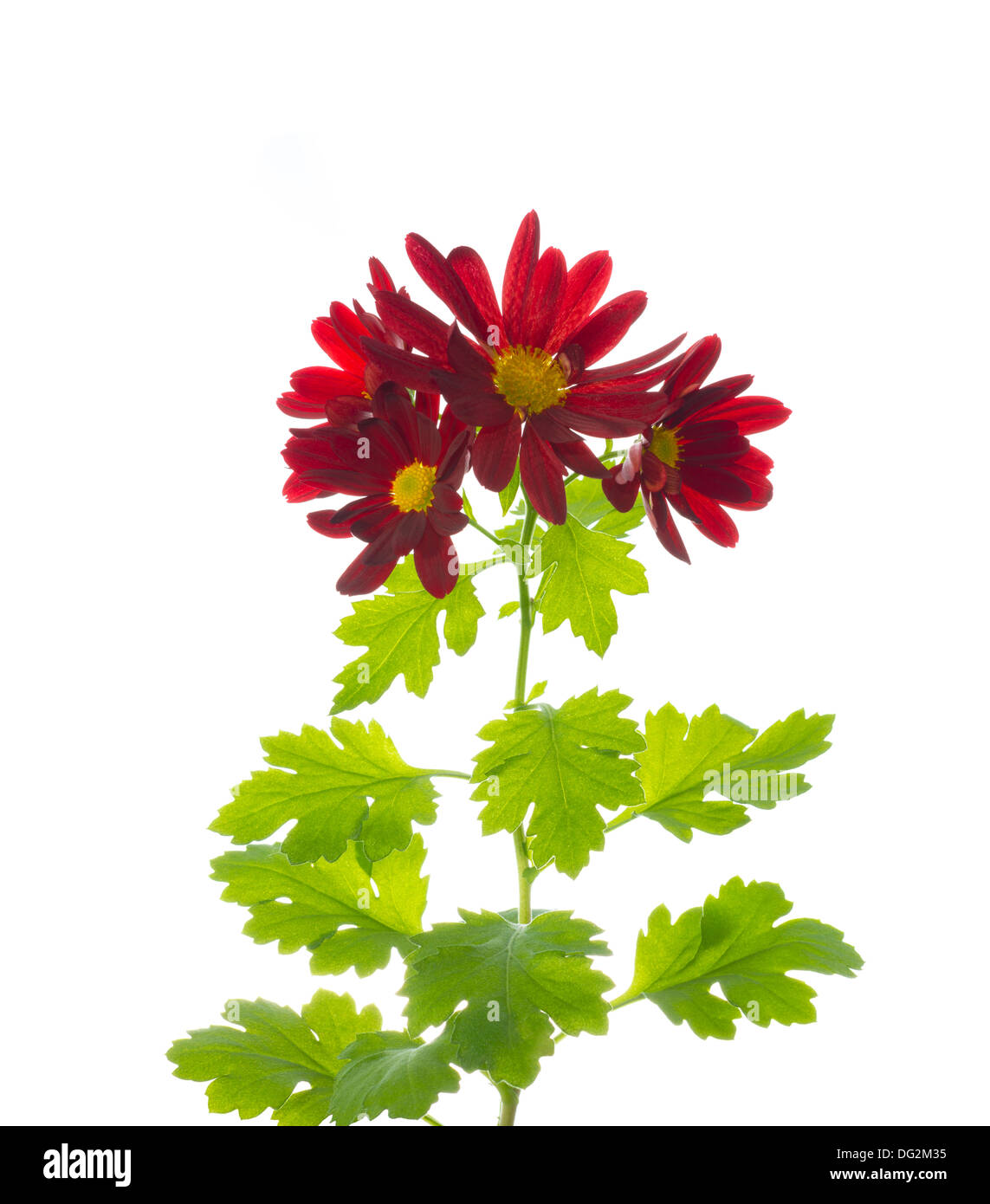 red chrysanthemum flowers with leaves, isolated on white Stock Photo