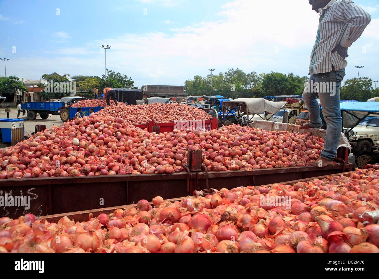 Lasalgaon, Maharashtra, India. 26th Sep, 2013. Onions farmers bring ...