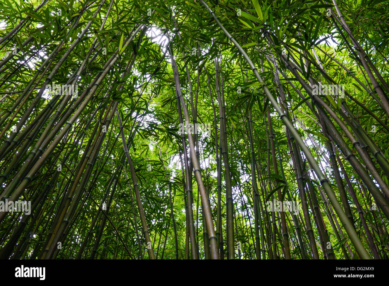 Bamboo Forest in Maui Hawaii Stock Photo