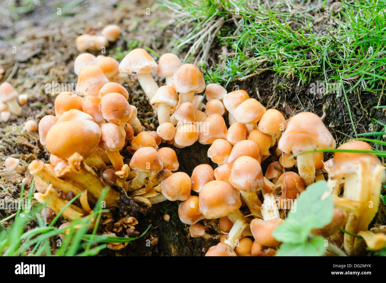 Sulphur (sulfur) tuft (Hypholoma fasciculare) also known as the clustered woodlover Stock Photo