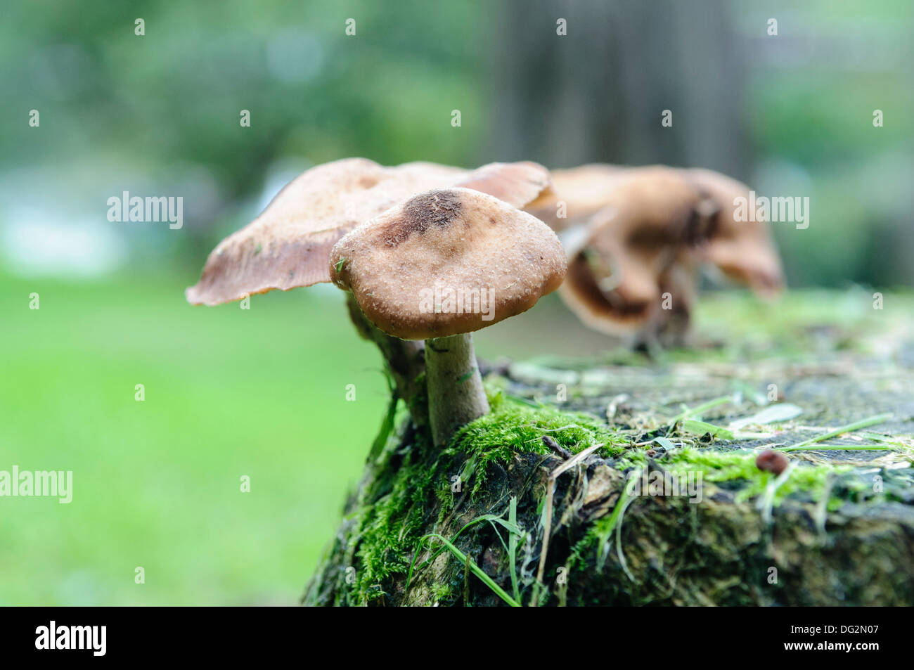 Deer Shield mushroom growing on a tree stump Stock Photo