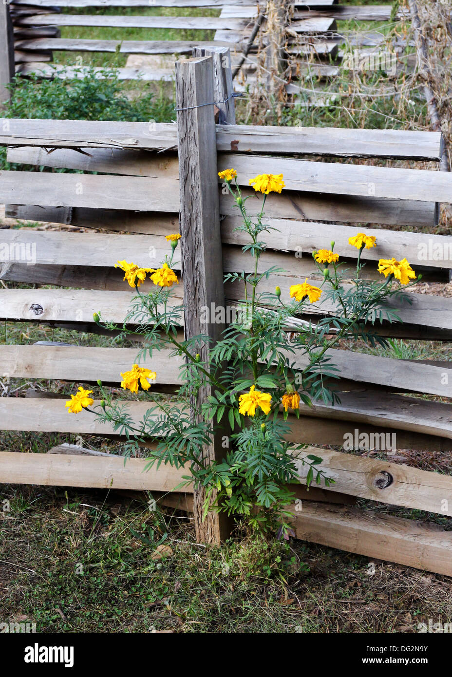 Fence post flowers hi-res stock photography and images - Alamy