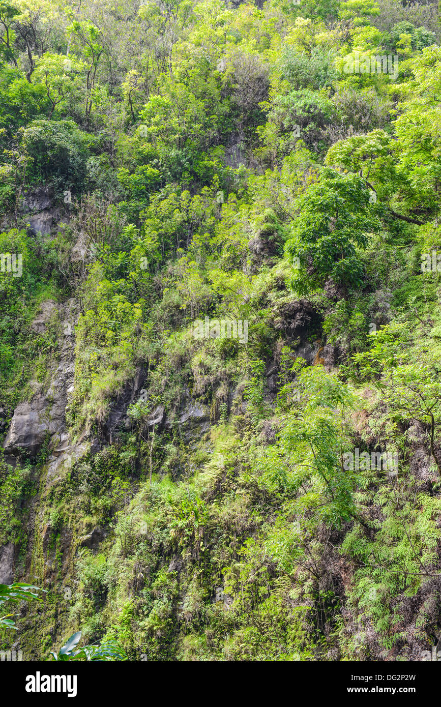 Rain forest hi-res stock photography and images - Alamy
