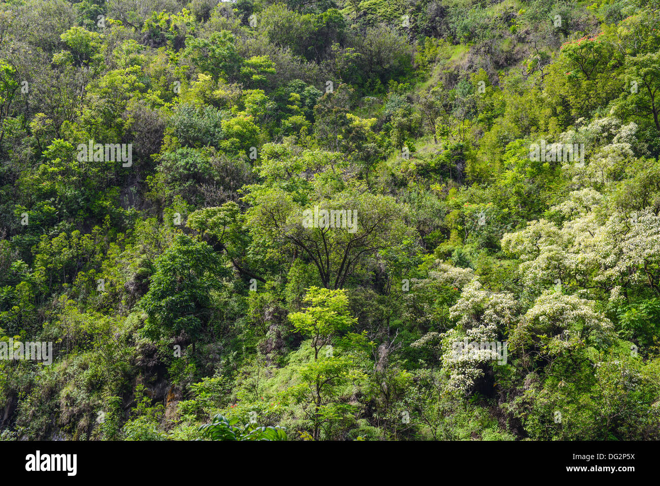 Aerial rain forest hi-res stock photography and images - Alamy