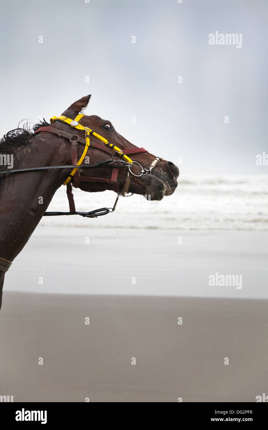 A horse wearing a bridle on a sandy beach close to the sea. Stock Photo